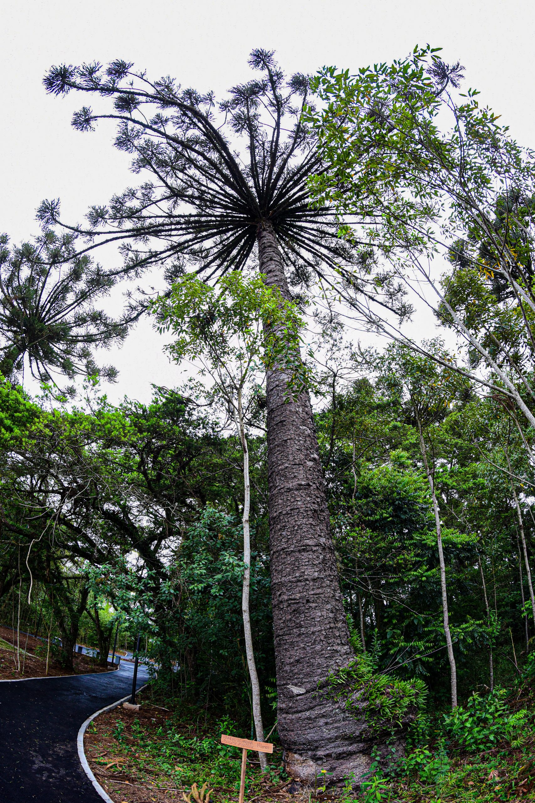 Araucárias centenárias | Fecomércio